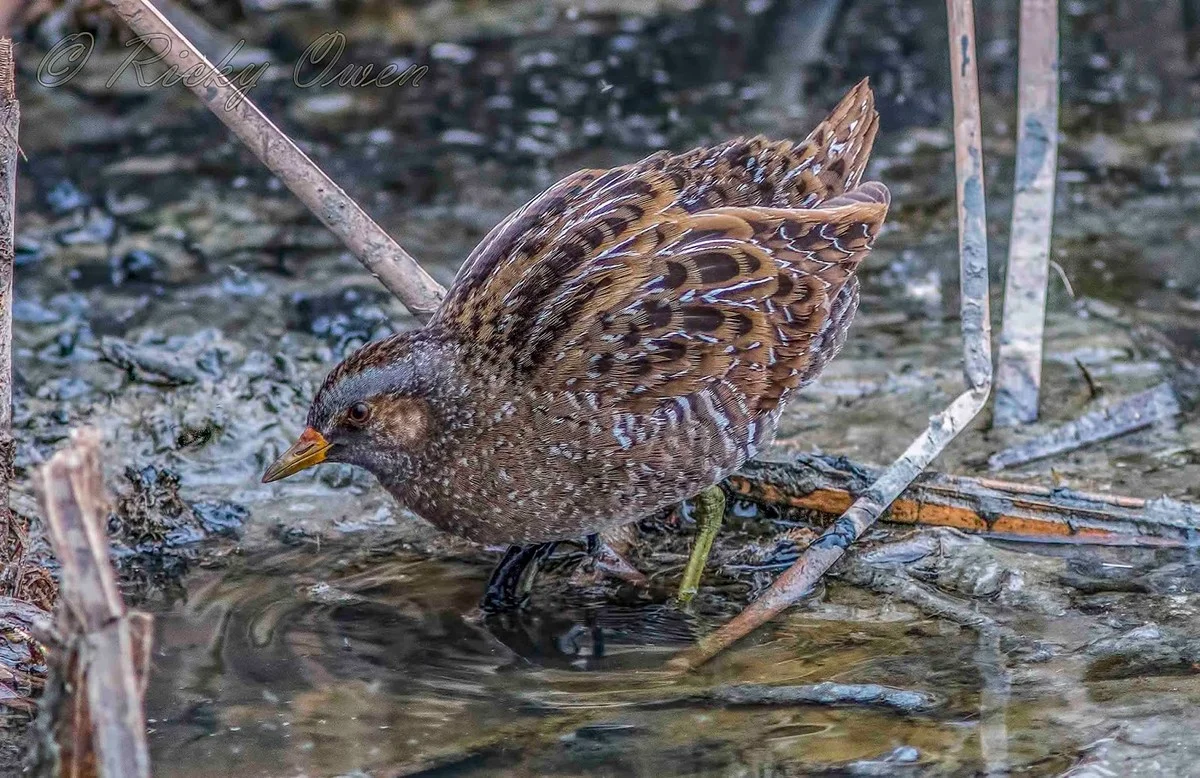 Dit onverwachte woestijnvogeltje werd voor het eerst gespot in Córdoba - image 2