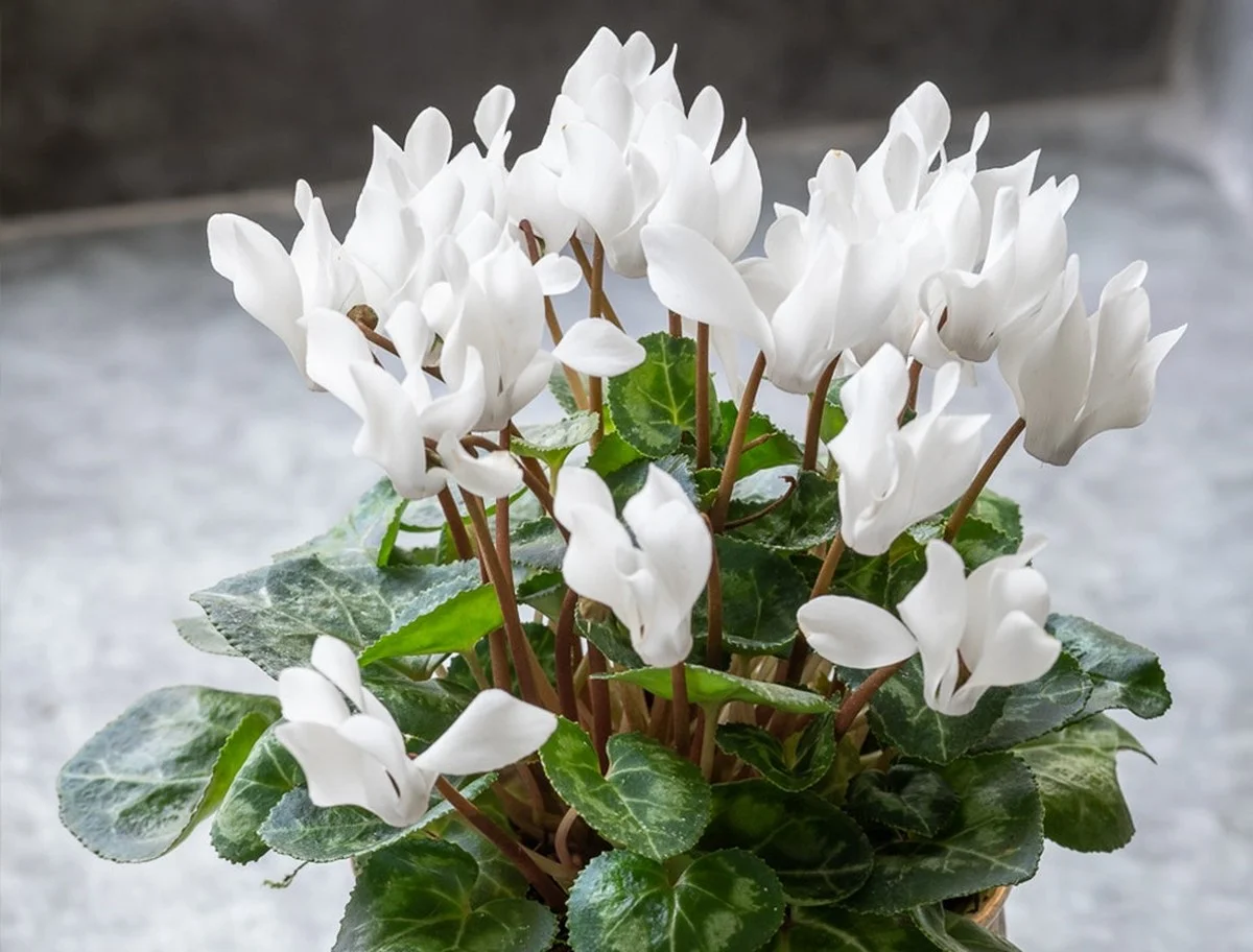 Het simpele trucje om cyclamen in de winter fris en bloeiend te houden - image 1