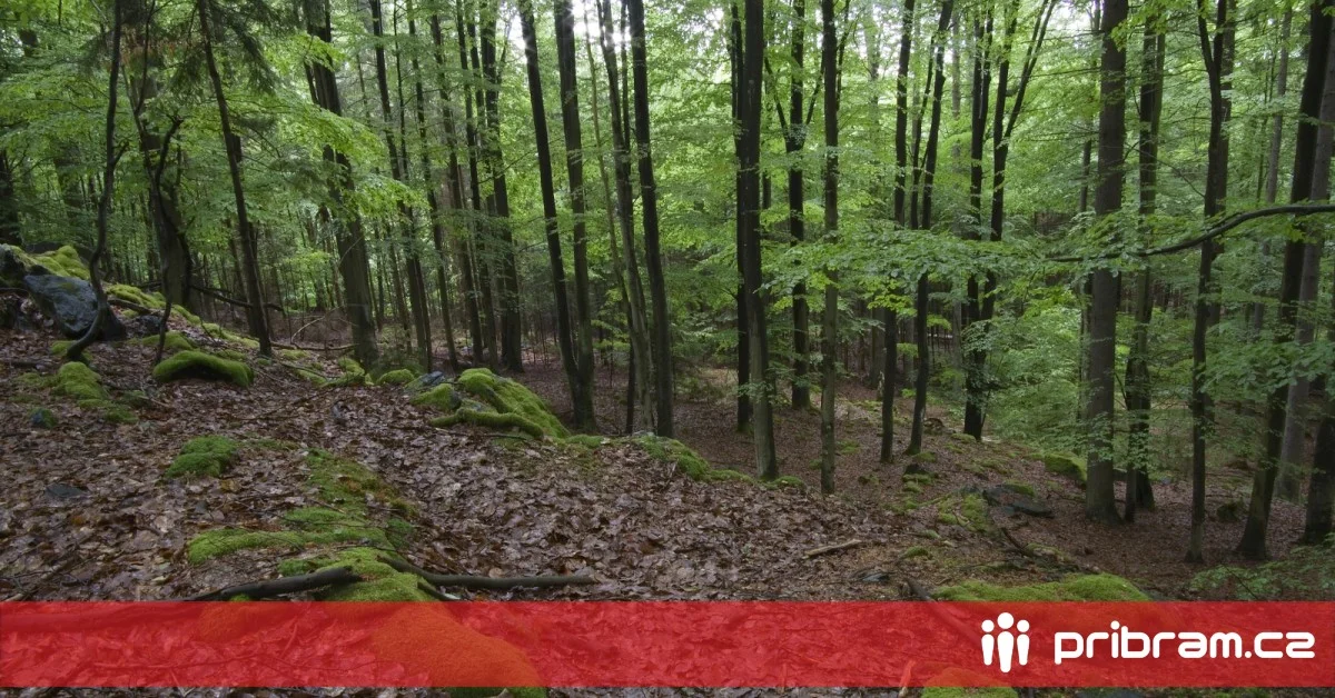 Dit mysterie in de Brdy bomen onthult de verborgen bewoner na de regen