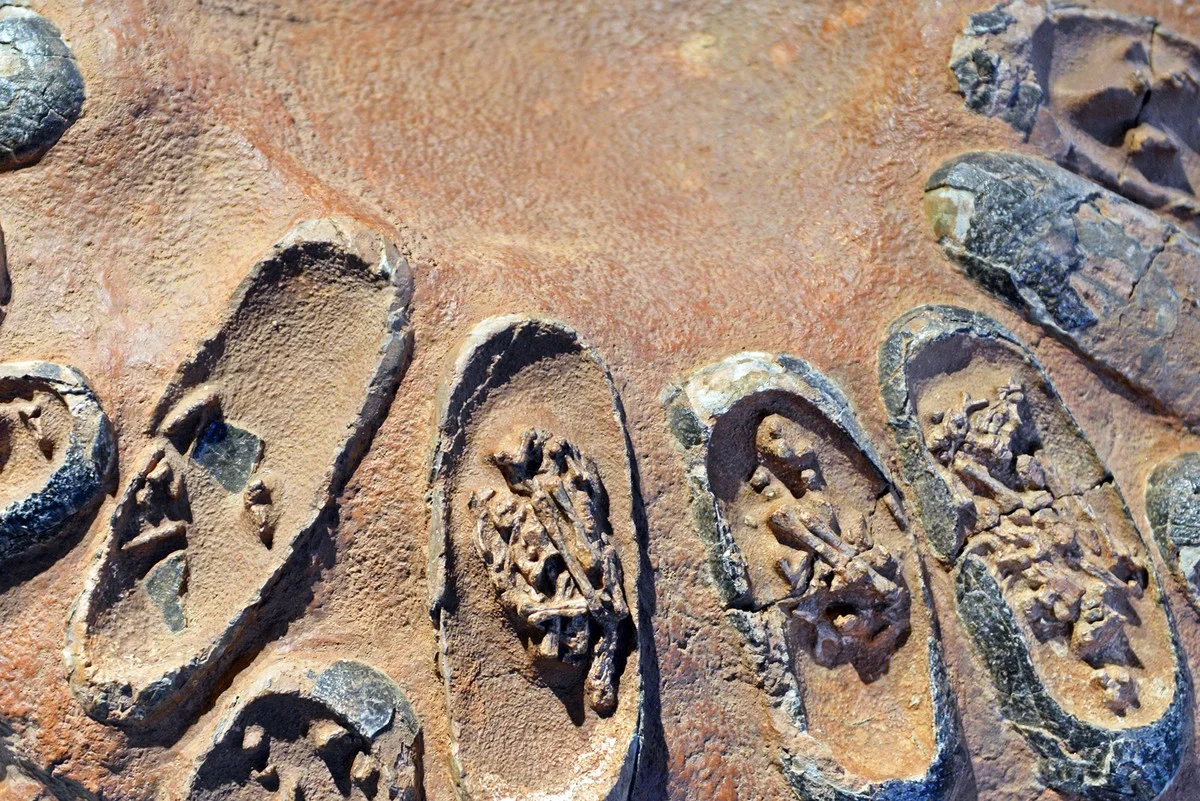 De geheimzinnige reden waarom dit dinosaurusnest 150 miljoen jaar oud is - image 1