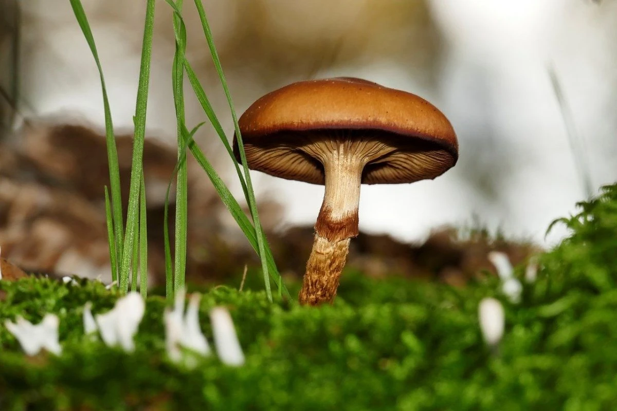 Twee onbekende paddenstoelen ontdekt in Galicië: wat dit betekent voor uw volgende boswandeling - image 1