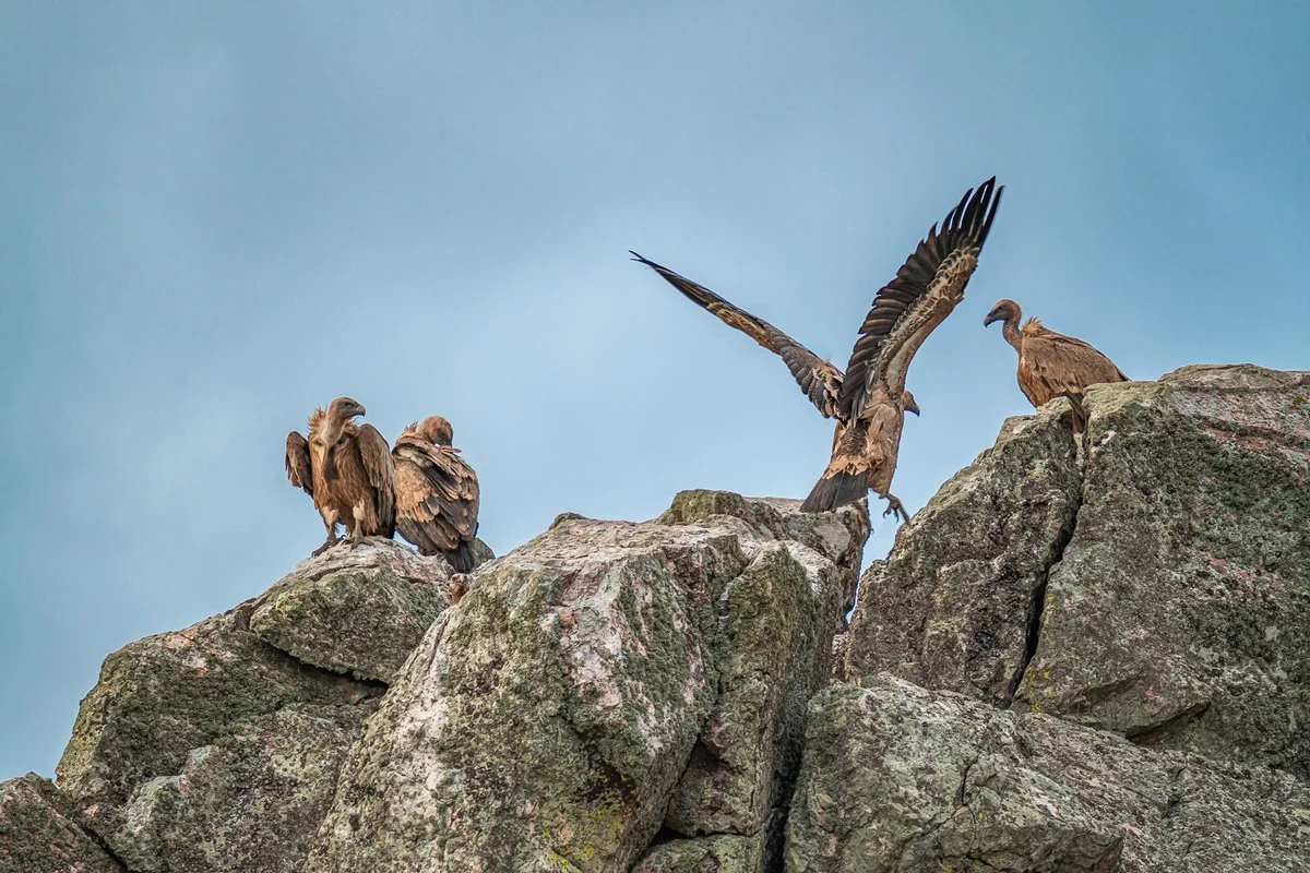 Waarom vogelspotters hun beste kijker altijd bij die ene rots in Monfragüe parkeren - image 1