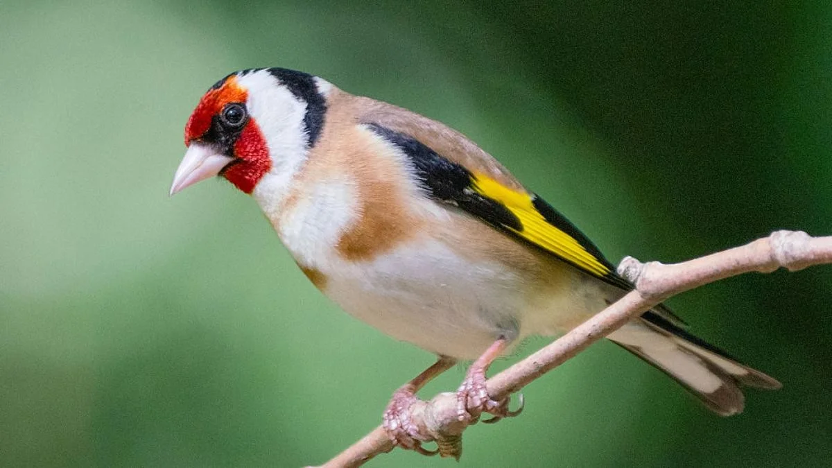 Waarom een klein zangvogeltje het opneemt tegen een zeeduiker en een veldmuis voor de titel 'Vogel van het Jaar'