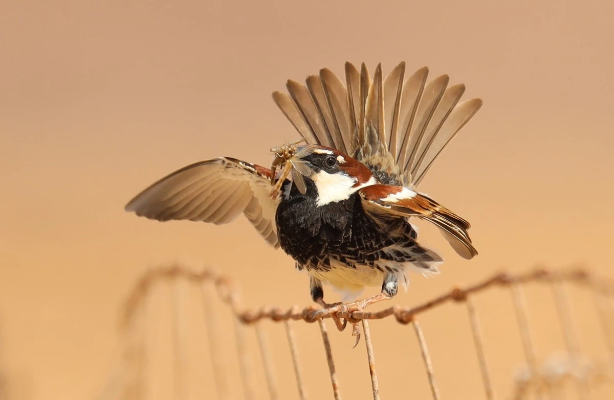 Doodse stilte in de Spaanse zoölogie: Aasgieren blijken af te stammen van drie totaal verschillende soorten - image 2