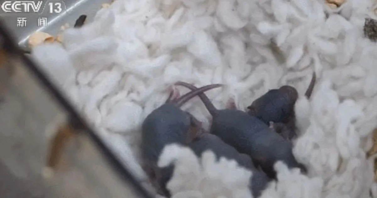 De ene muis die terugkwam uit de ruimte baarde negen gezonde jongen: dit is de wetenschappelijke boodschap - image 1