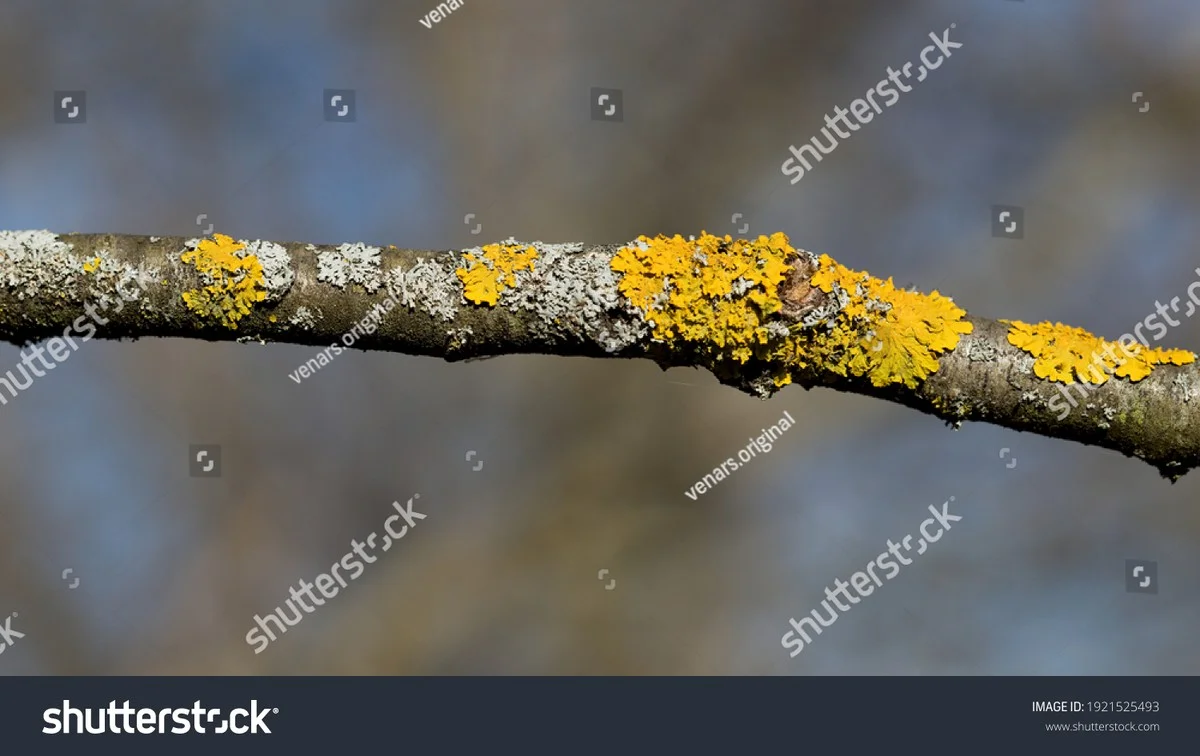 Het is een slecht paddenstoelenjaar voor de hobbyist, maar een goudmijn voor de wetenschapper - image 2