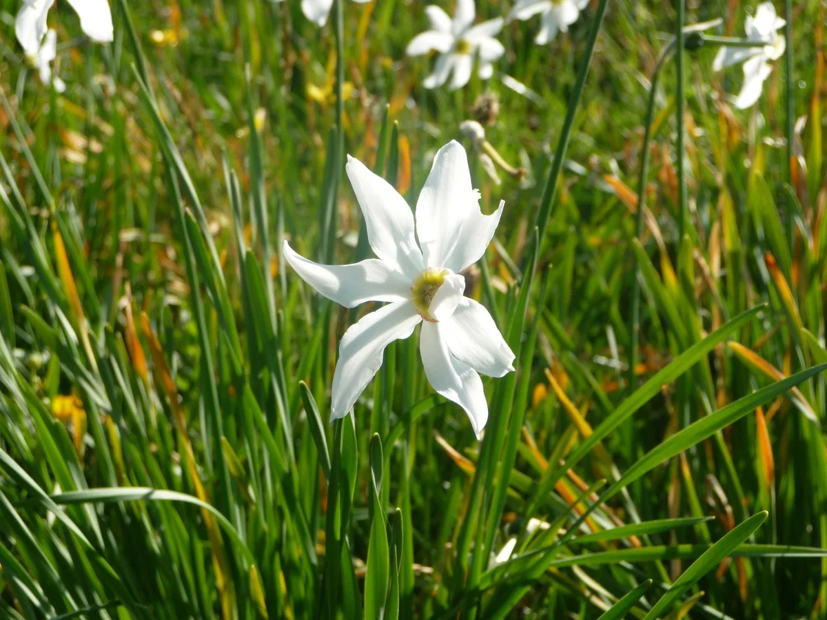 Waarom je wandelschoenen beter in de kast blijven tijdens de narcissenbloei - image 1