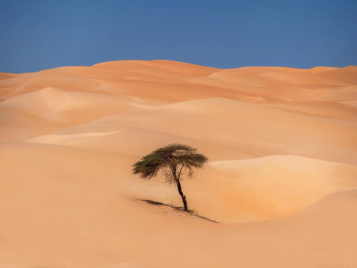 Waarom deze 400 jaar oude boom midden in de woestijn overleeft zonder water - image 2