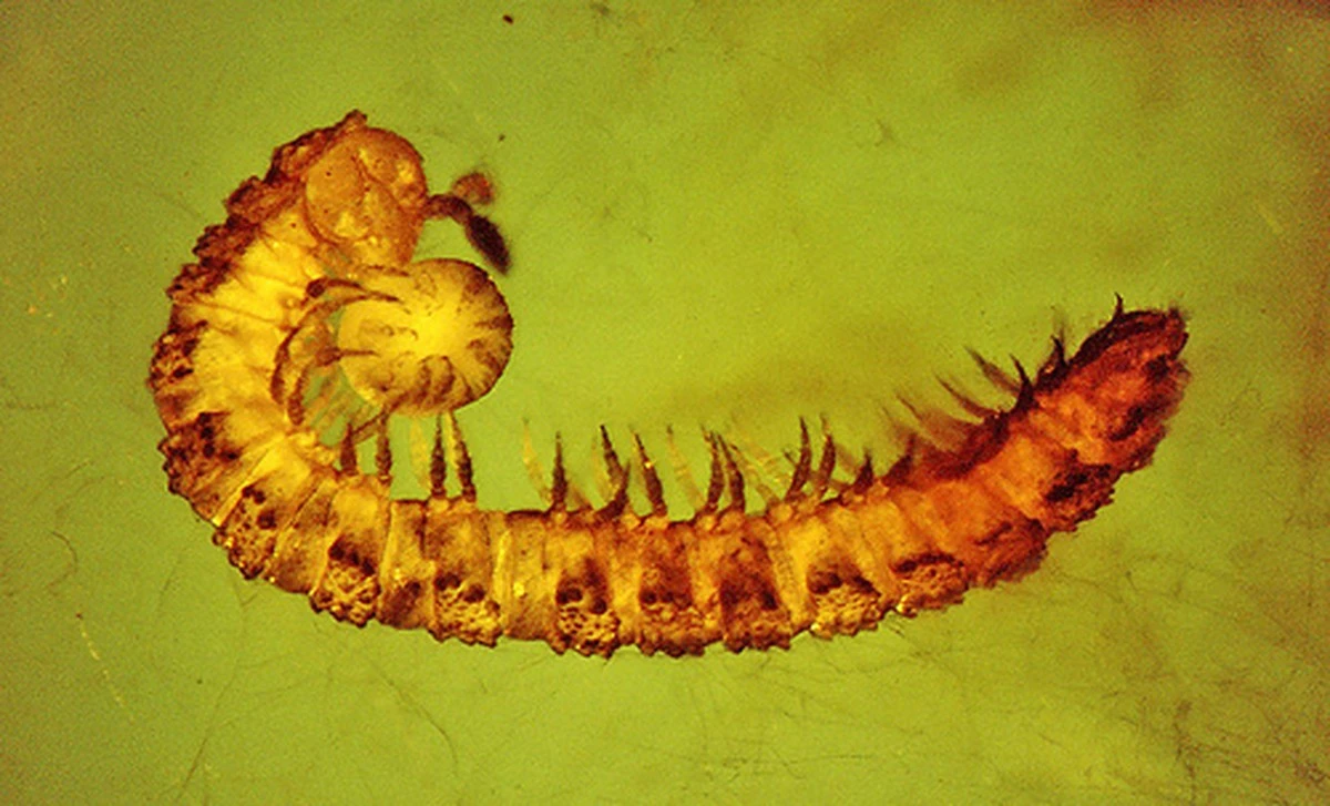 Dit 400 miljoen jaar oude mysterie is géén paddenstoel: het kan een compleet nieuw leven zijn - image 2