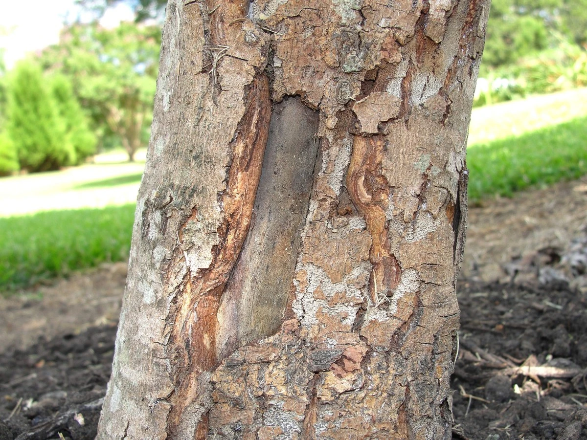 Waarom de zuidwestkant van je boom zinkt bij de eerste lentezon - image 2