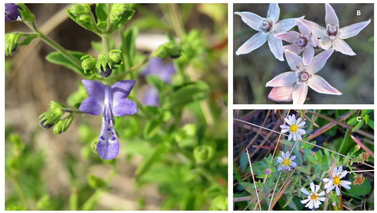 ontdekdeverborg-extra-1.webp Ontdek de verborgen dieren in Boedapest: hoe 2025 een beschermd gebied opleverde - image 1