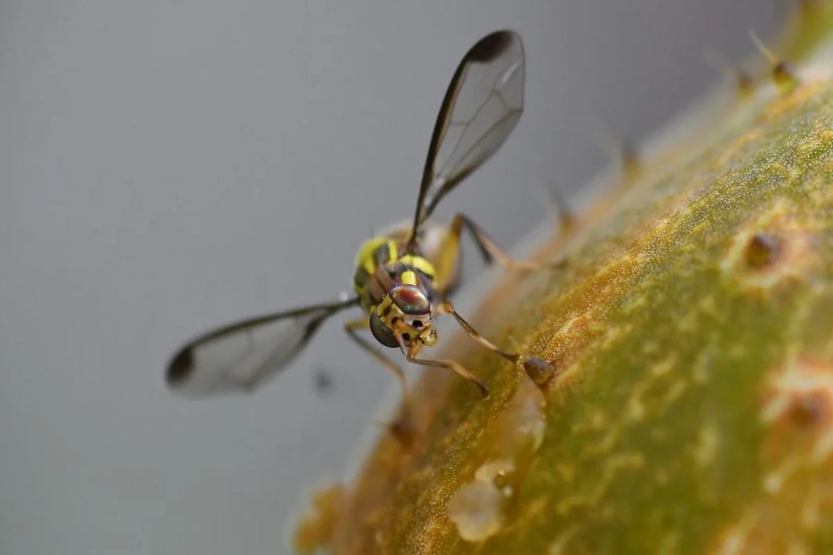Waarom je nu even extra streng moet zijn met je fruit in Los Angeles County