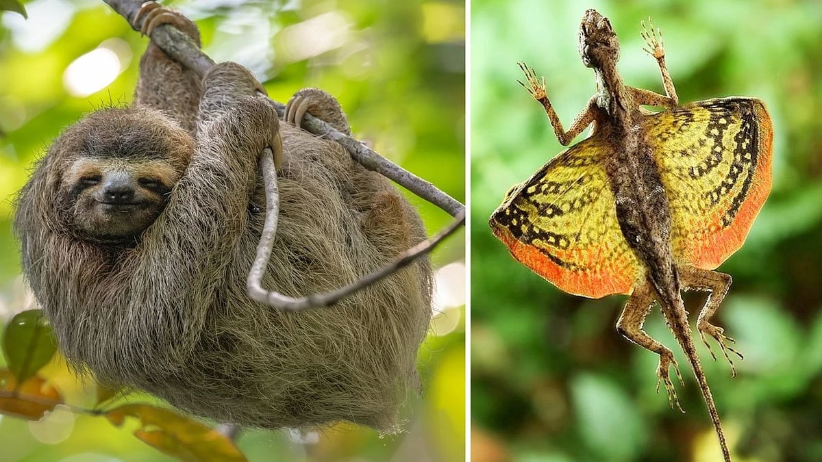 De verborgen truc van luiaards en de zweeftechniek van hagedissen: twee natuurwonderen