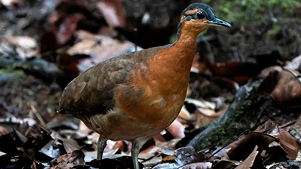 De Geluiden van de Serra: deze unieke vogel leeft verborgen in Acre