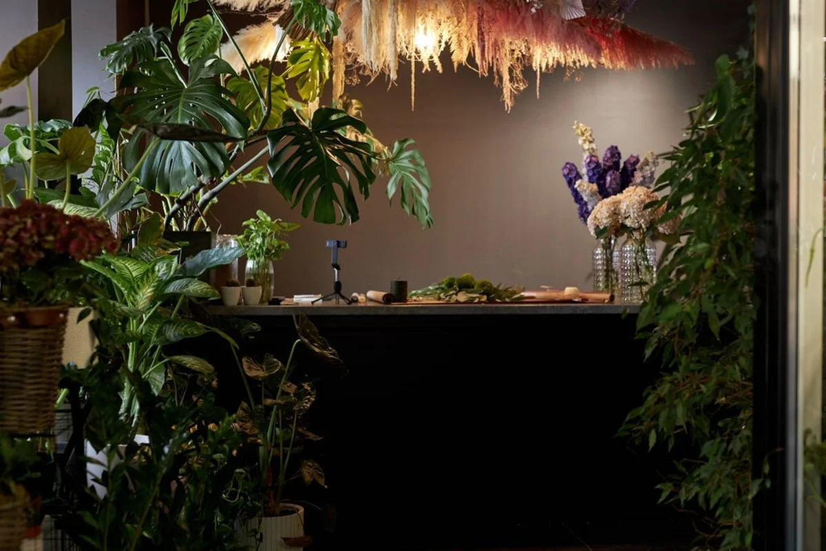 Acht kamerplanten die floreren in de donkerste hoek van je huis - image 1