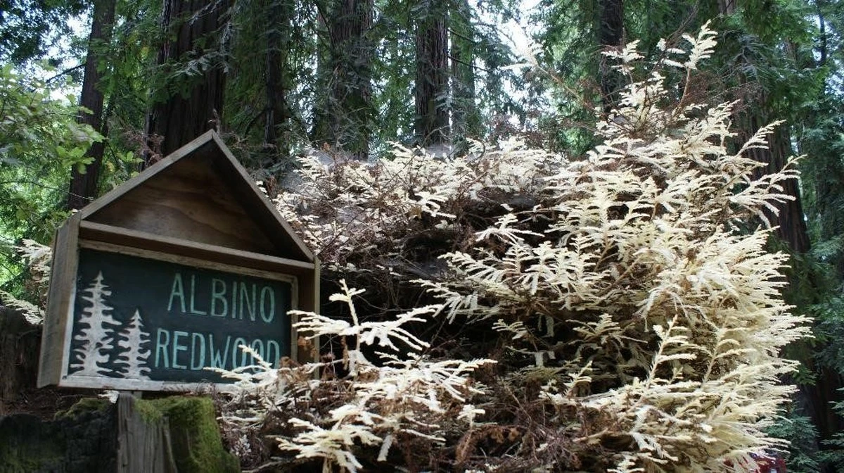 Deze witte boom groeit zonder zonlicht: de bizarre gok van de natuur - image 1