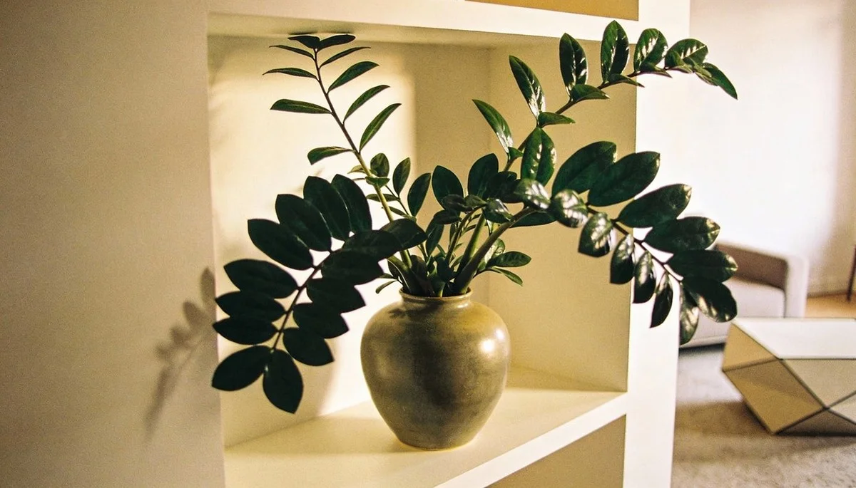 Waarom Japanse tuiniers een handvol rijstwater gebruiken om hun ZZ-planten de mooiste te maken