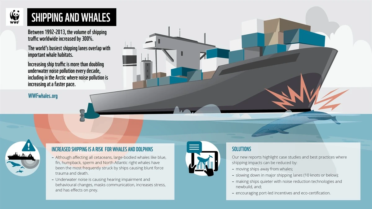 waaromchileense-extra-2.webp Waarom Chileense wateren de dodelijkste plek zijn voor walvissen - image 2
