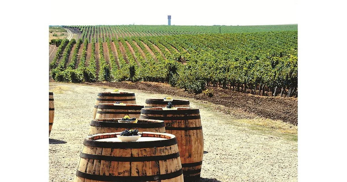 Waarom je na het snoeien van druivenranken altijd met een koperbad moet beginnen