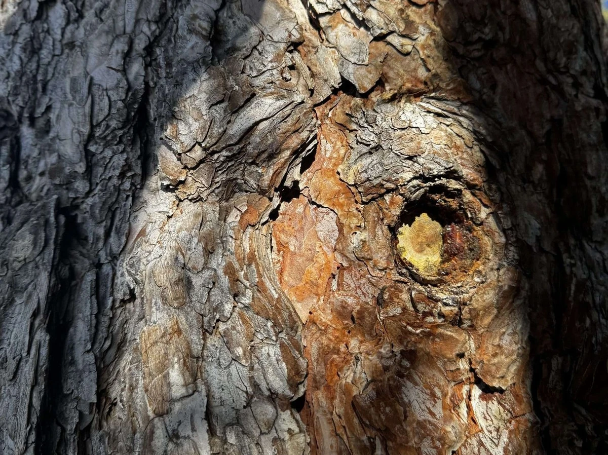 Waarom de zuidwestkant van je boom zinkt bij de eerste lentezon - image 1