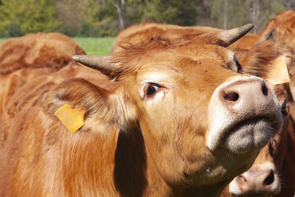 Waarom Oostenrijkse wetenschappers nu beweren dat koeien bezems gebruiken om jeuk te stillen