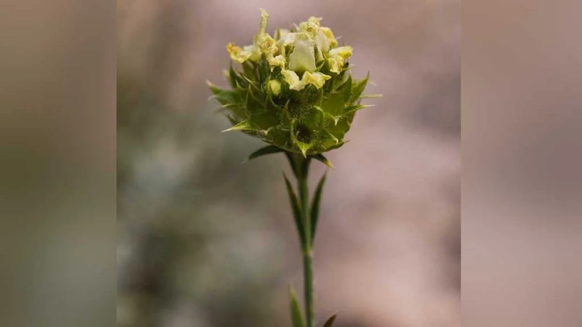 Dit is de enige plant ter wereld die alleen in de bergen van Tarragona groeit