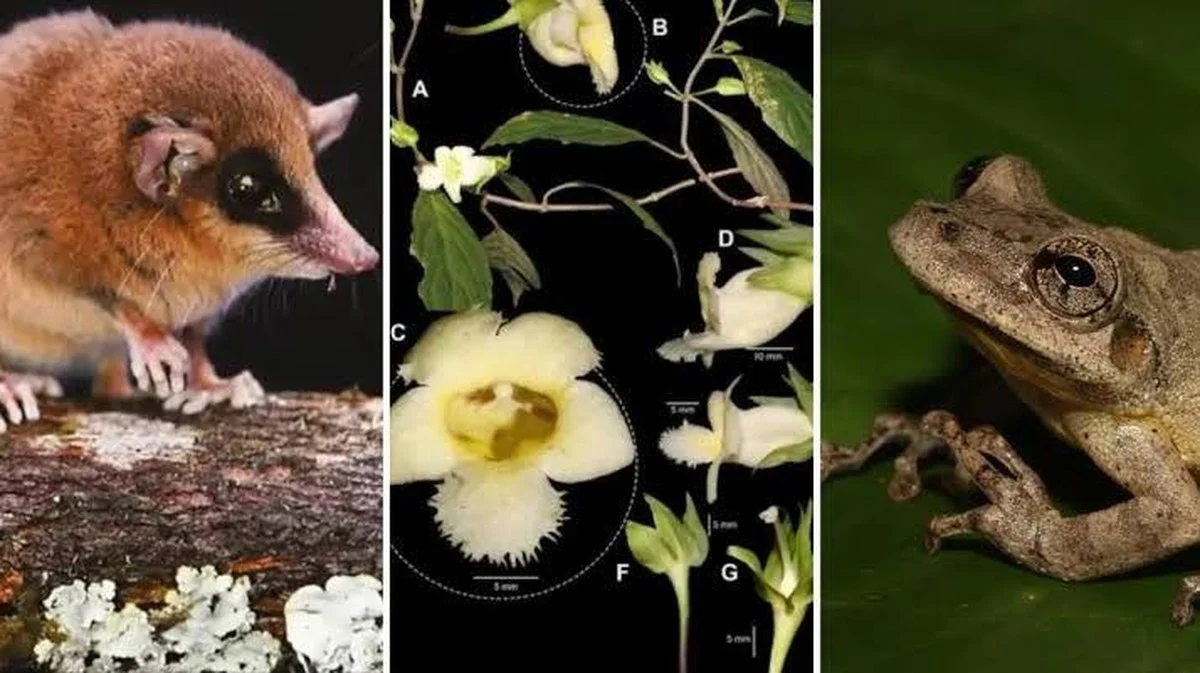 Vier bizarre nieuwe soorten ontdekt in de beschermde Peruaanse natuurgebieden