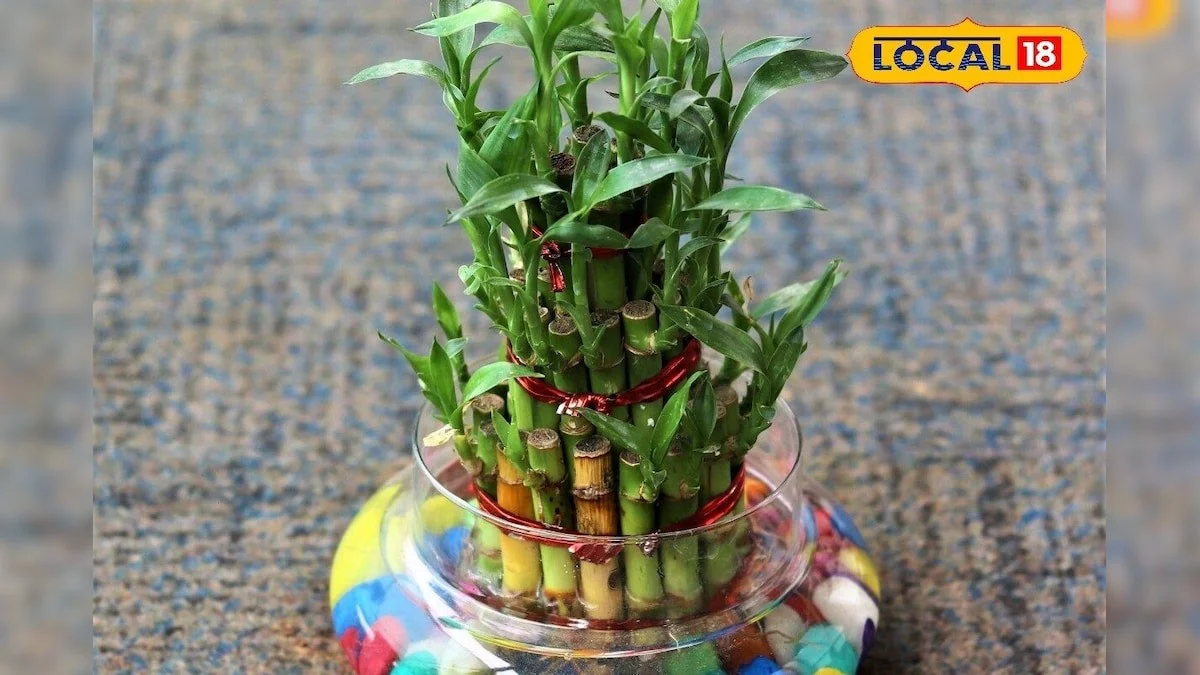 De verborgen reden waarom jouw bamboe binnen geel wordt (en hoe je die groene stengel redt)