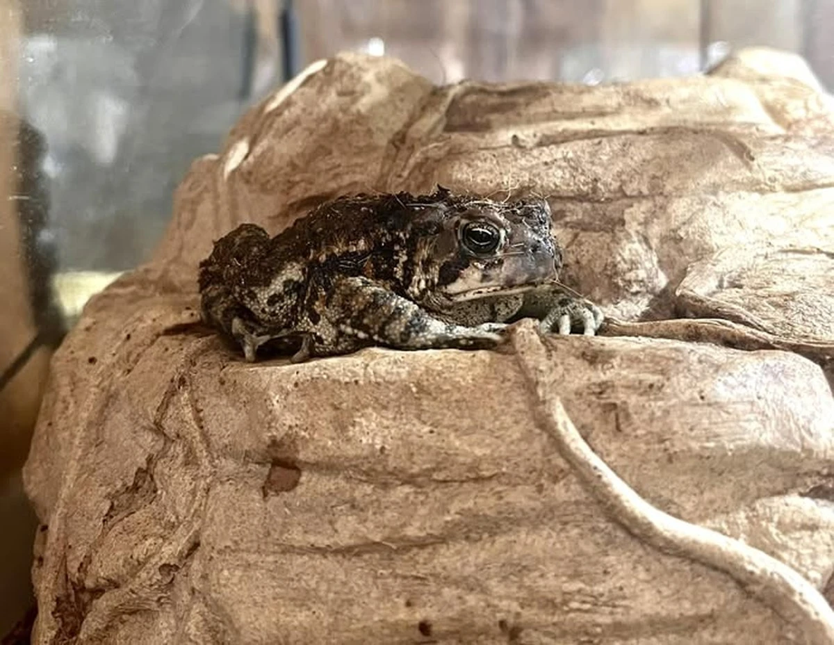 waarom vogels massaal neerstorten tijdens deze extreme kou - image 2