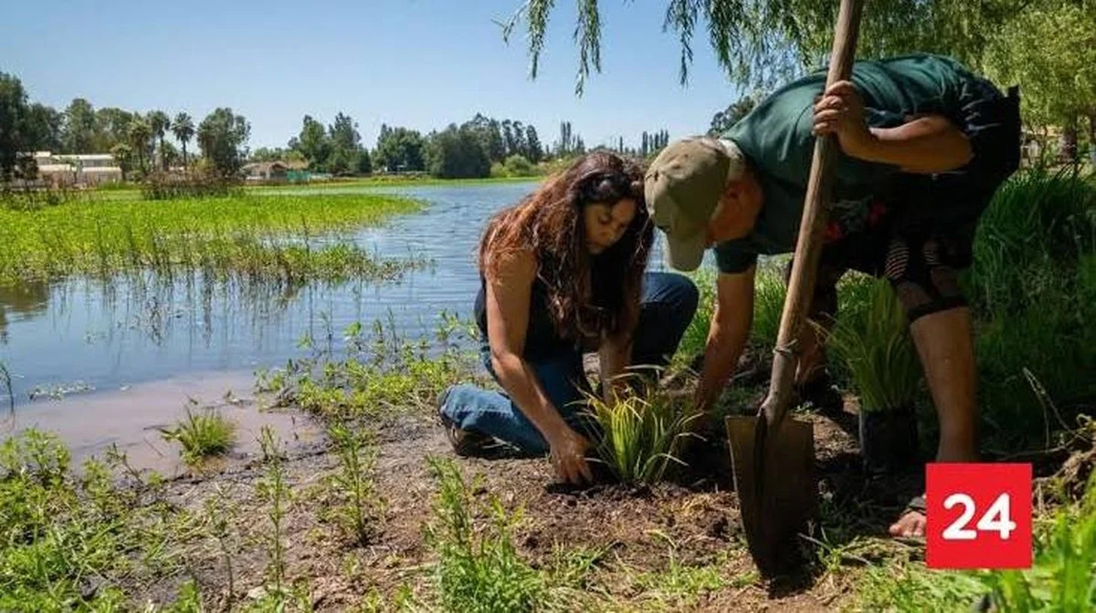 Waarom ervaren natuurbeschermers in Chili specifieke inheemse planten in hun moerassen zetten