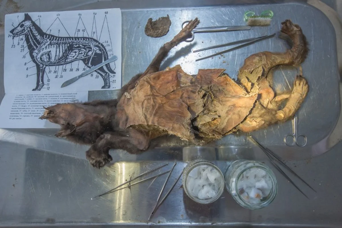Zoölogen vinden zeldzaam dna van het mammoetneushoorn in maag van 14.000 jaar oude wolf - image 2