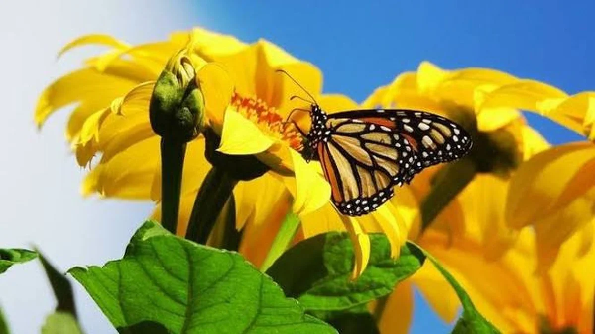 Waarom Quintana Roo de stille (maar cruciale) rustplaats is voor miljoenen vlinders