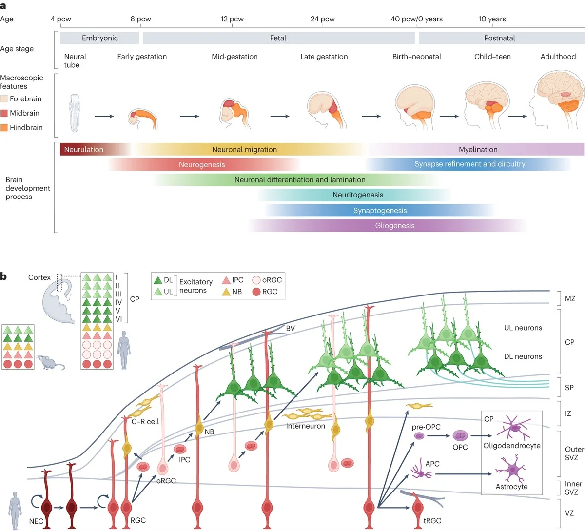 hoedelengtevanj-extra-1.webp Hoe de lengte van je duim je taalvermogen en bewustzijn beïnvloedt - image 1