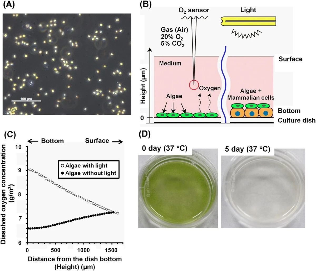 Hoe onderzoekers van Almería de levensduur van microalgen verdubbelen met een halfvaste gel - image 2