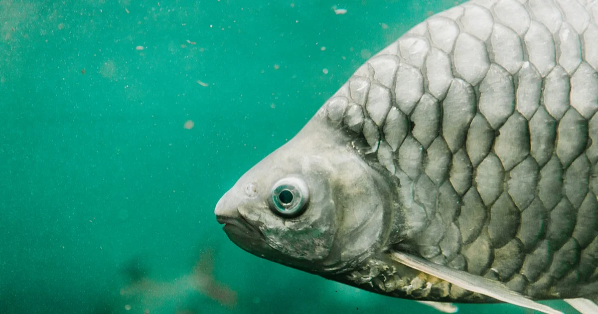 Waarom experts nu al kaneel in hun koffie doen voor een betere ochtend