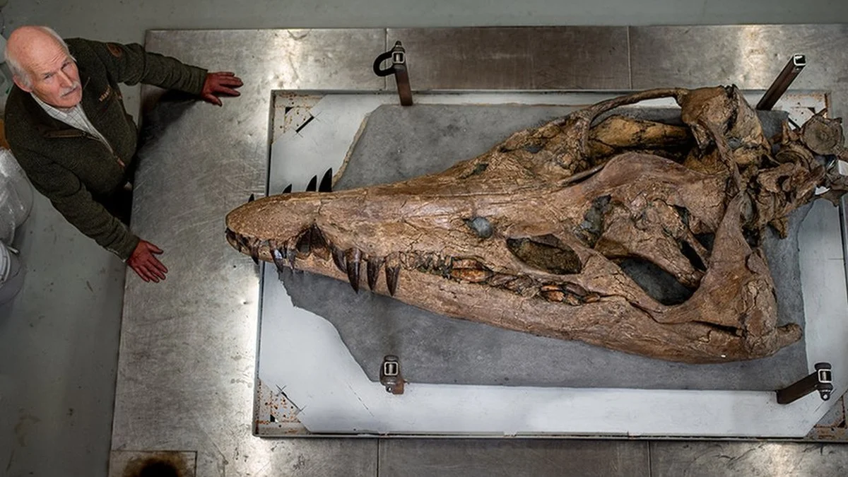 Oude walvisbot op strand Figueira da Foz: wat dit prehistorische vondst betekent - image 2