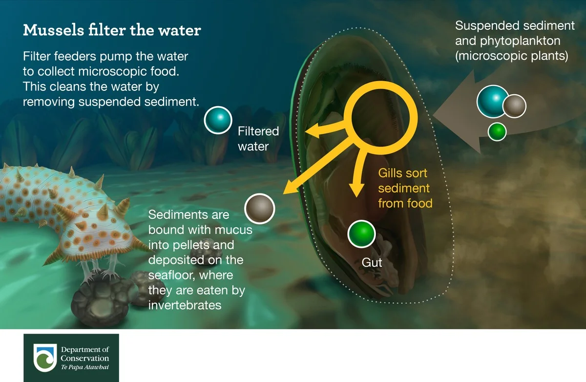 waaromexpertsee-extra-1.webp Waarom experts een enorme mosselplaag in de Oslofjord zien als een natuurlijke schoonmaakploeg - image 1