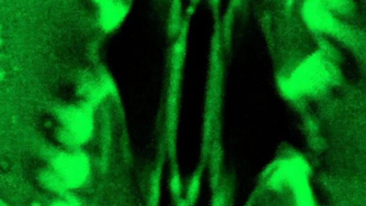 Wetenschappers filmen voor het eerst écht hoe planten ademen: dit veranderde alles - image 1