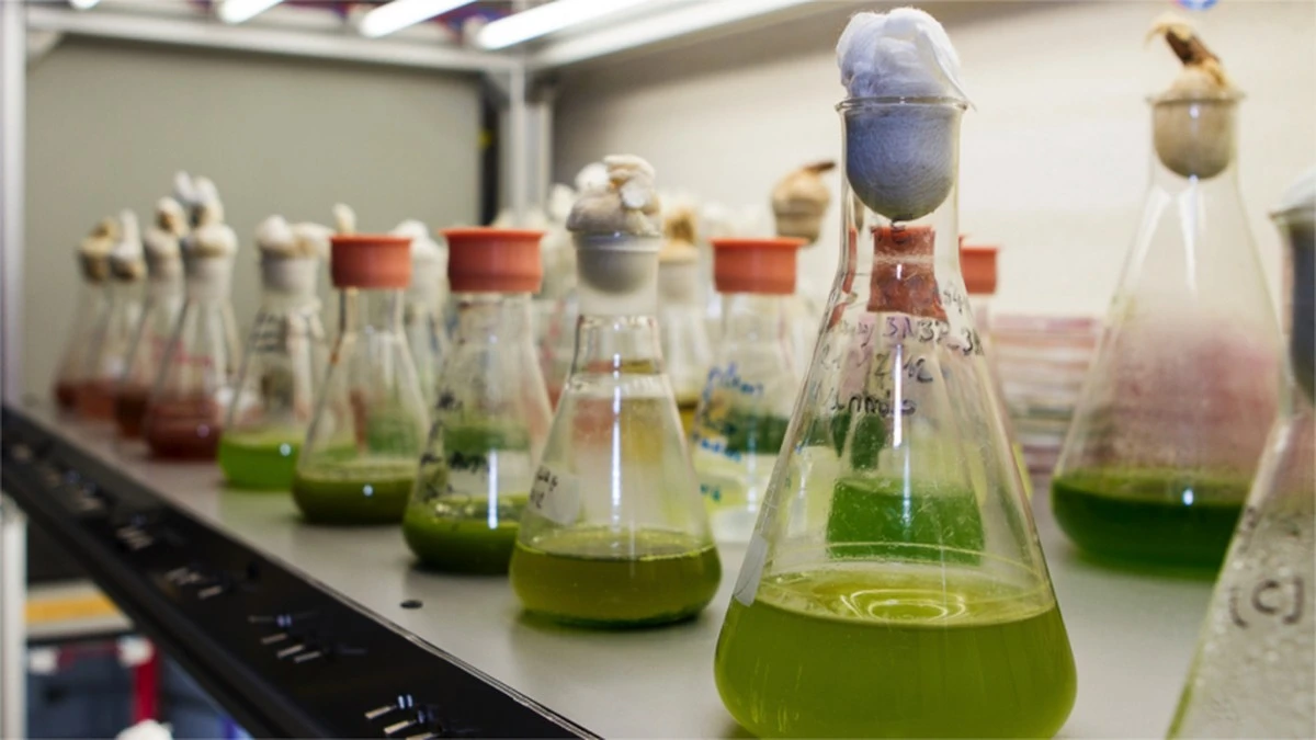 Hoe onderzoekers van Almería de levensduur van microalgen verdubbelen met een halfvaste gel - image 1