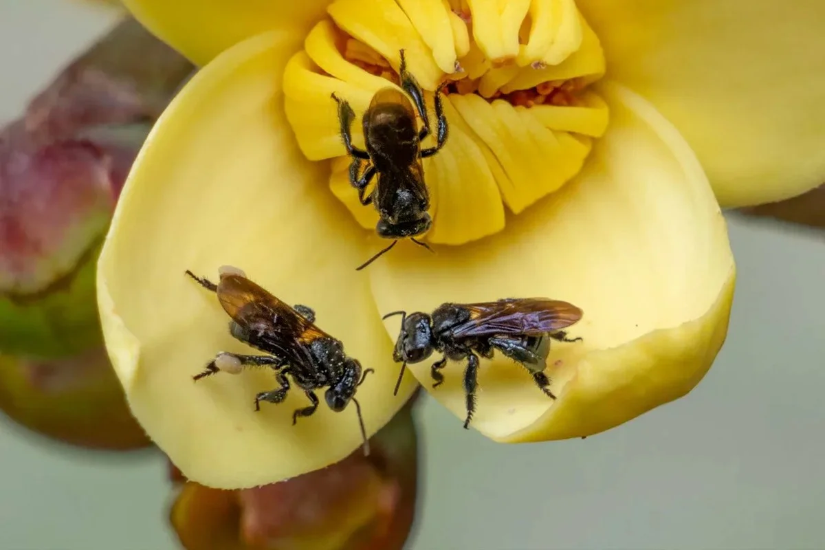 dezeamazonebije-extra-1.webp Deze Amazone-bijen krijgen iets wat niemand anders heeft: het is een wereldprimeur - image 1