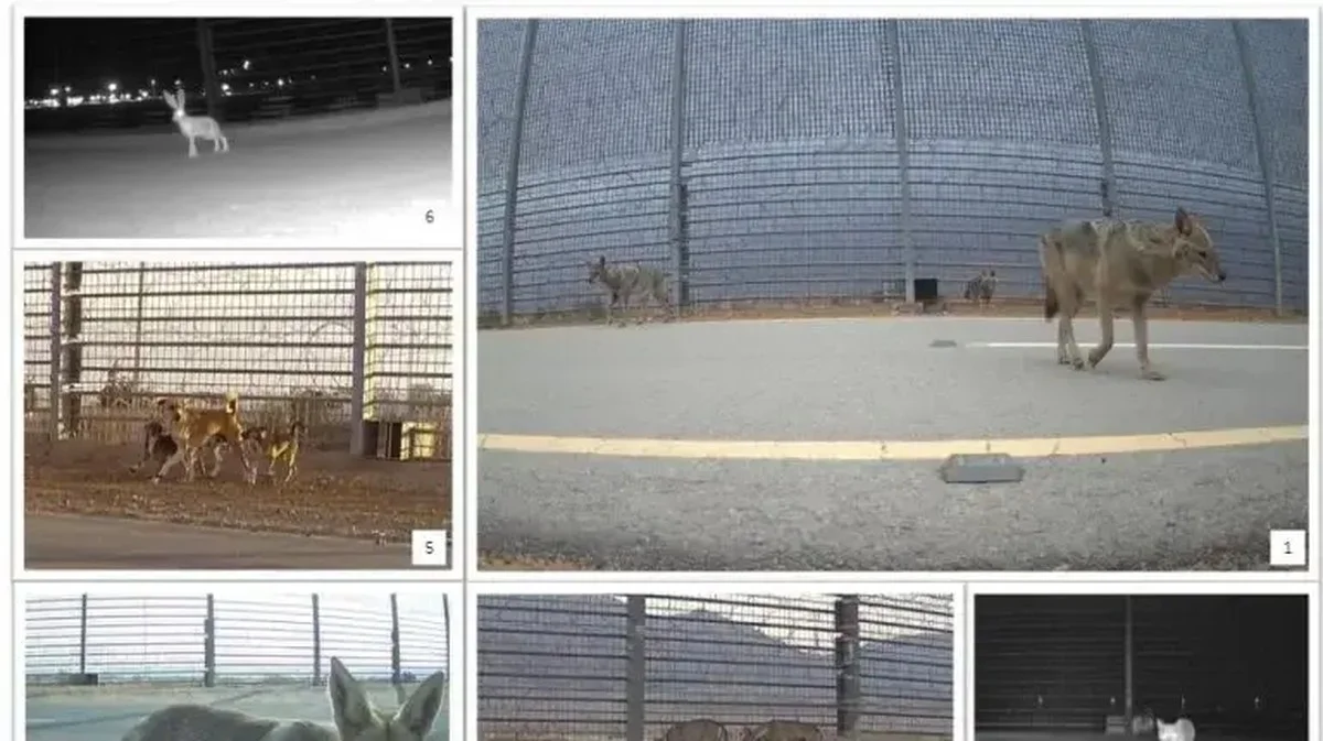 De vreemde ‘slalom-tunnels’ die op de grens met Jordanië verschenen (en waarvoor ze écht zijn)