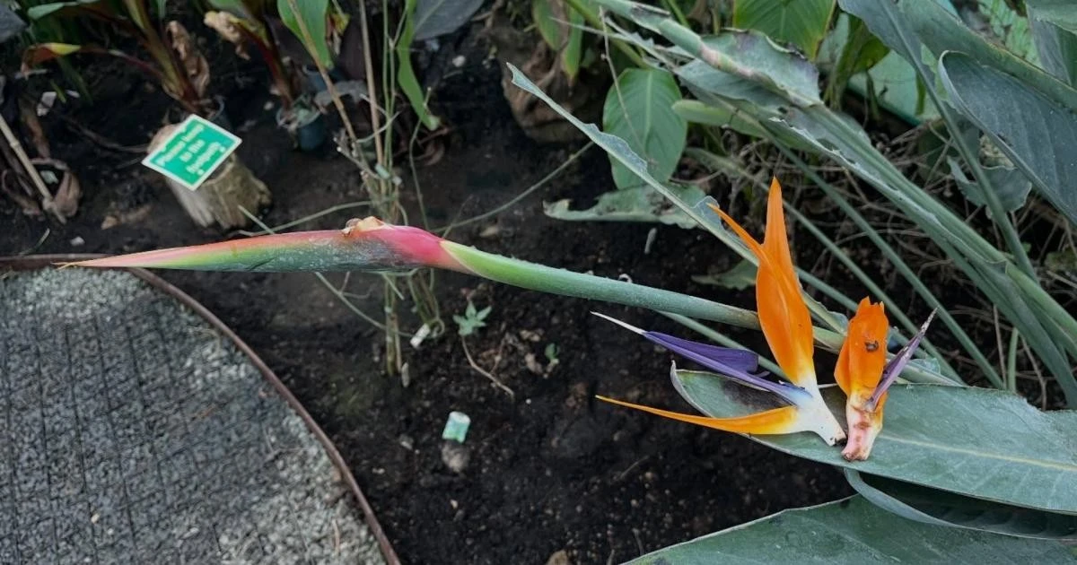 Bezoeker vernielt 12 jaar groei in seconden bij populaire attractie