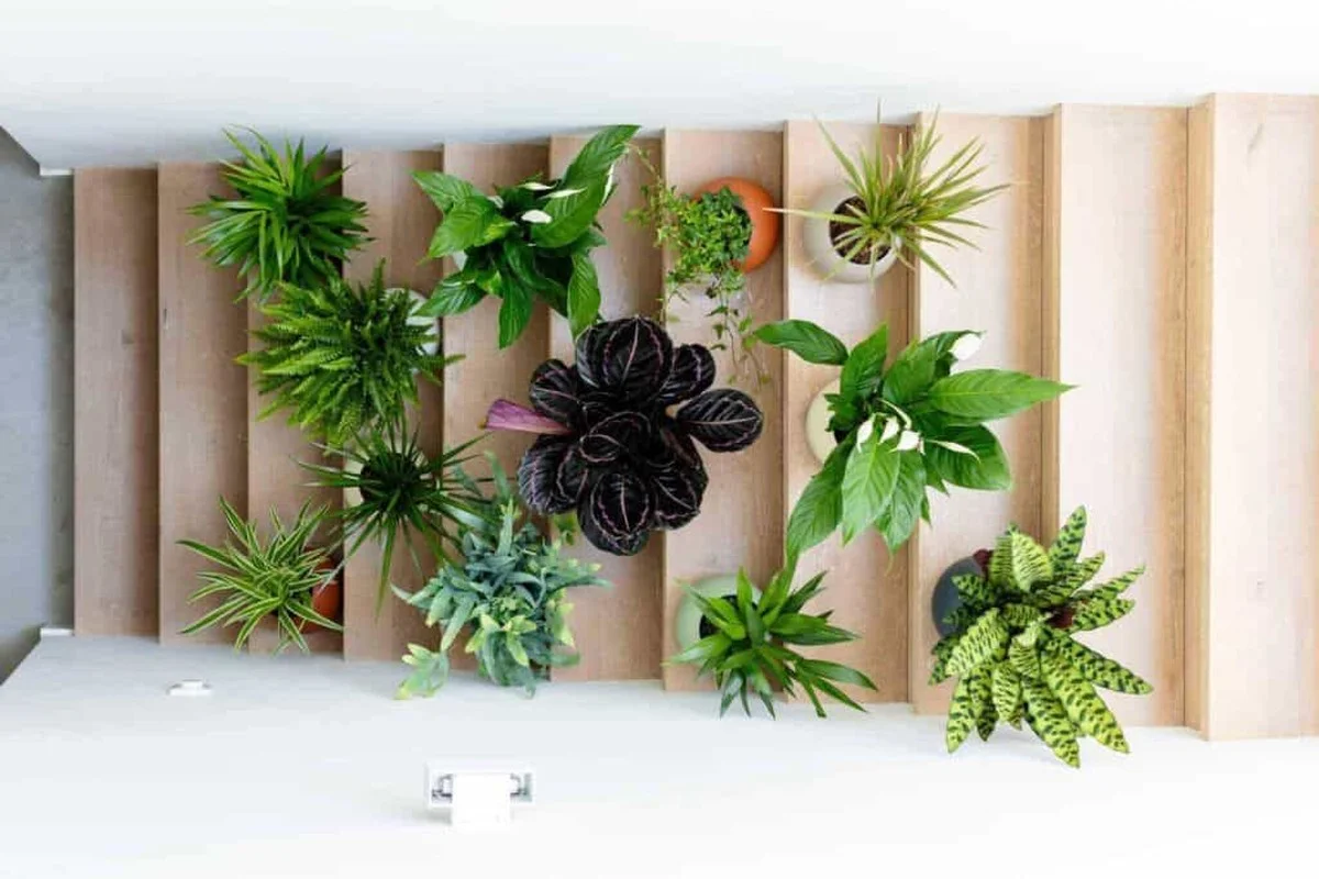 Waarom elke huishouden met deze ene kamerplant bacteriën en kouklachten te slim af is - image 1