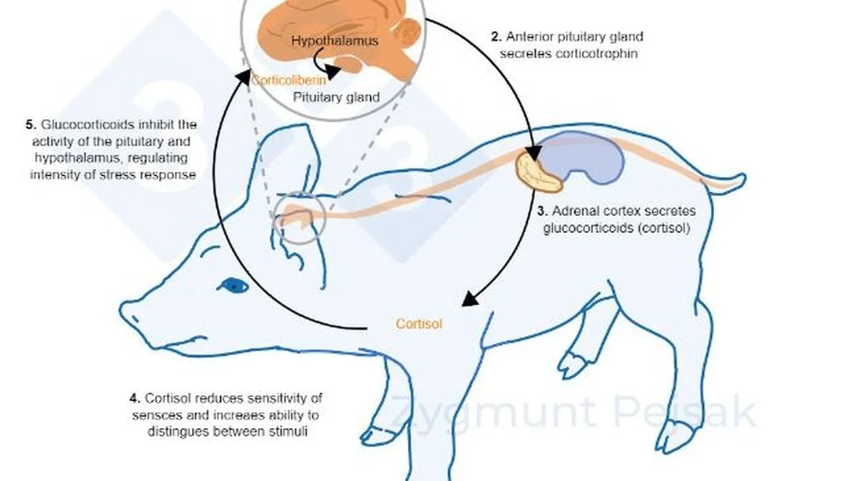 Deze kikker eet de dodelijkste wespen op: de verrassende reden waarom hij immuun is - image 2
