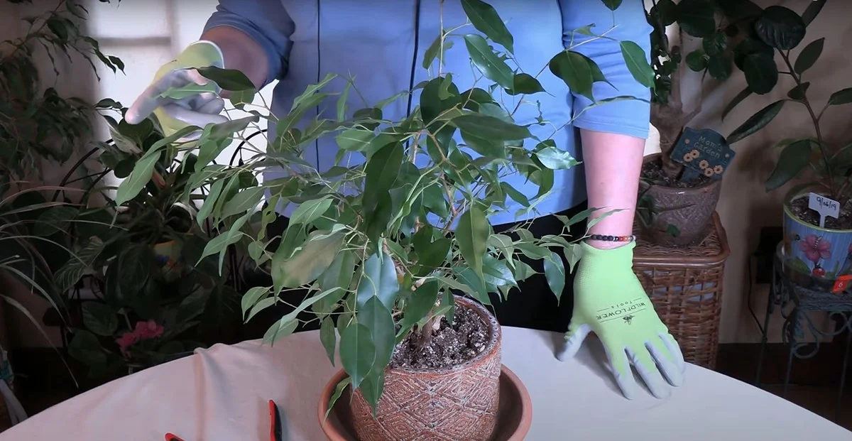 Waarom de meeste mensen hun passiebloem verkeerd snoeien (en zo de bloei stoppen) - image 2