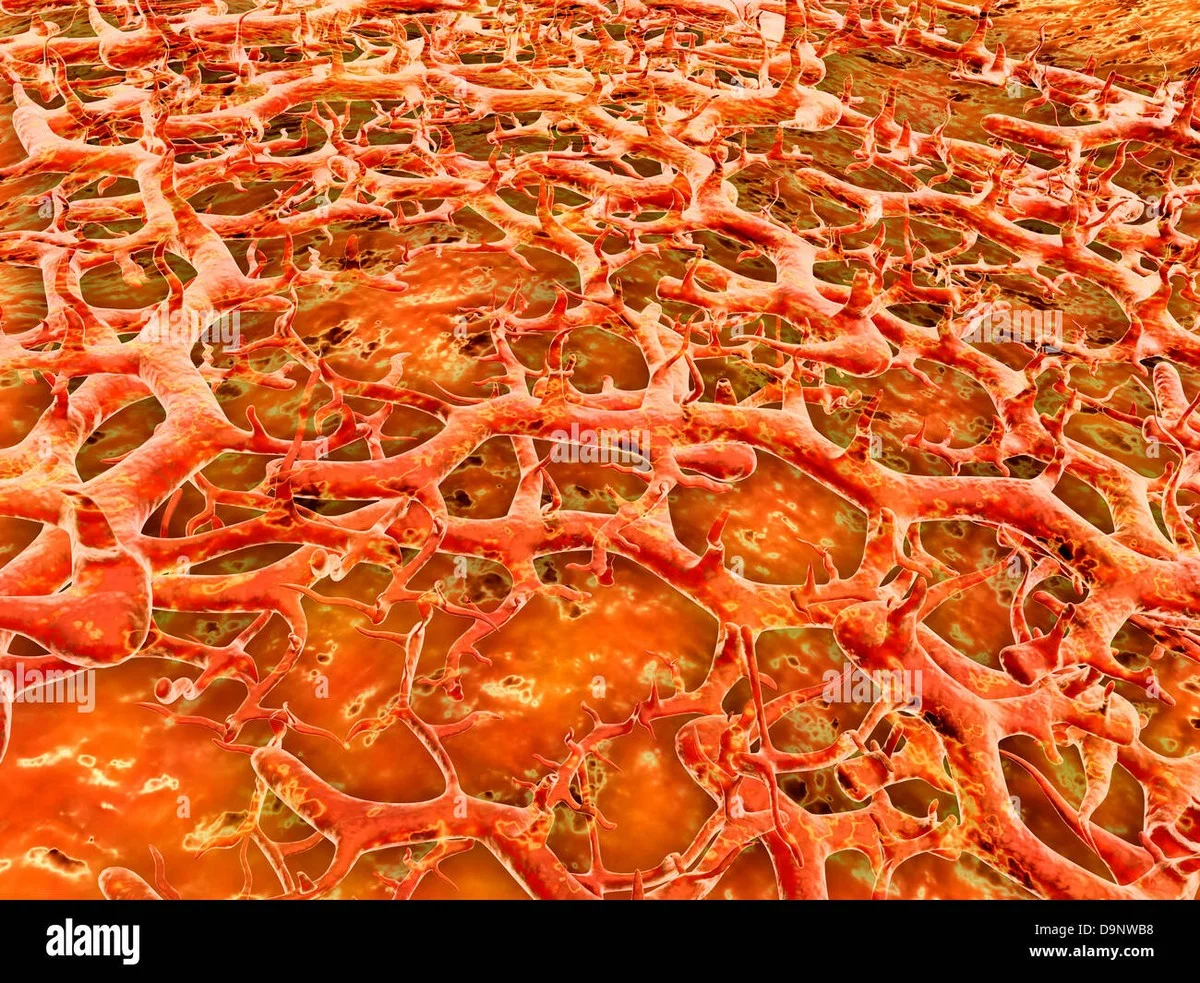 Stop met geld besparen: deze 8 miljoen bacteriën in je sokken kosten je straks je gezondheid - image 2