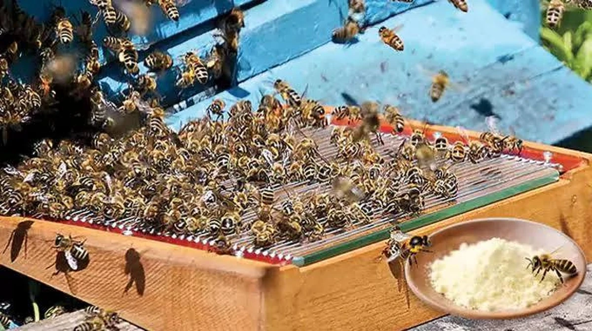 Waarom imkerijen nu spaarzame honingruil verruilen voor dit 'gouden' bijengif