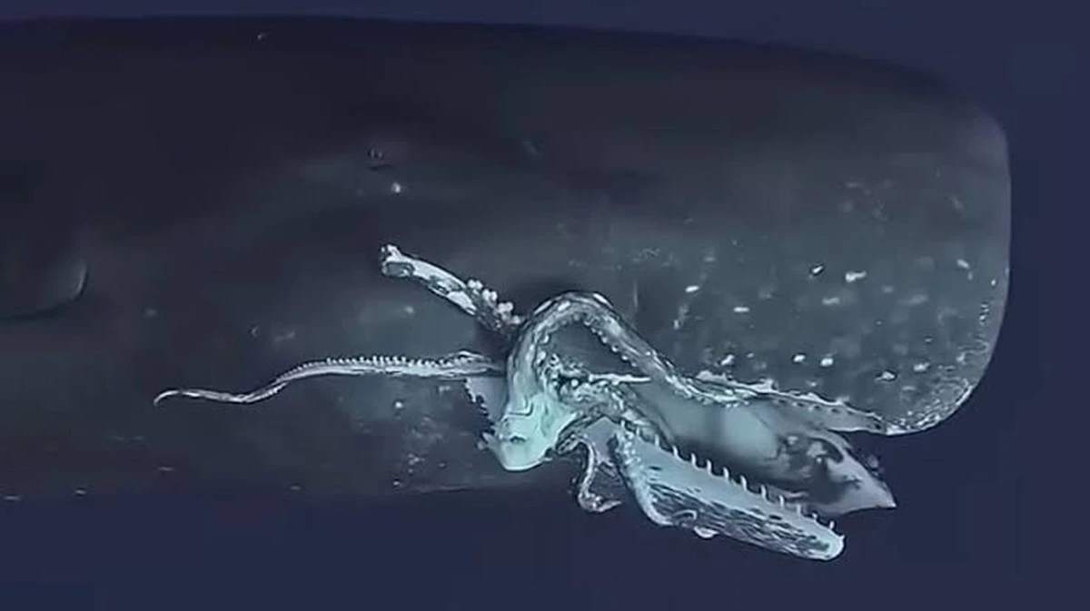 Hoe potvissen en reuzeninktvissen al 50 miljoen jaar een stille wapenwedloop voeren