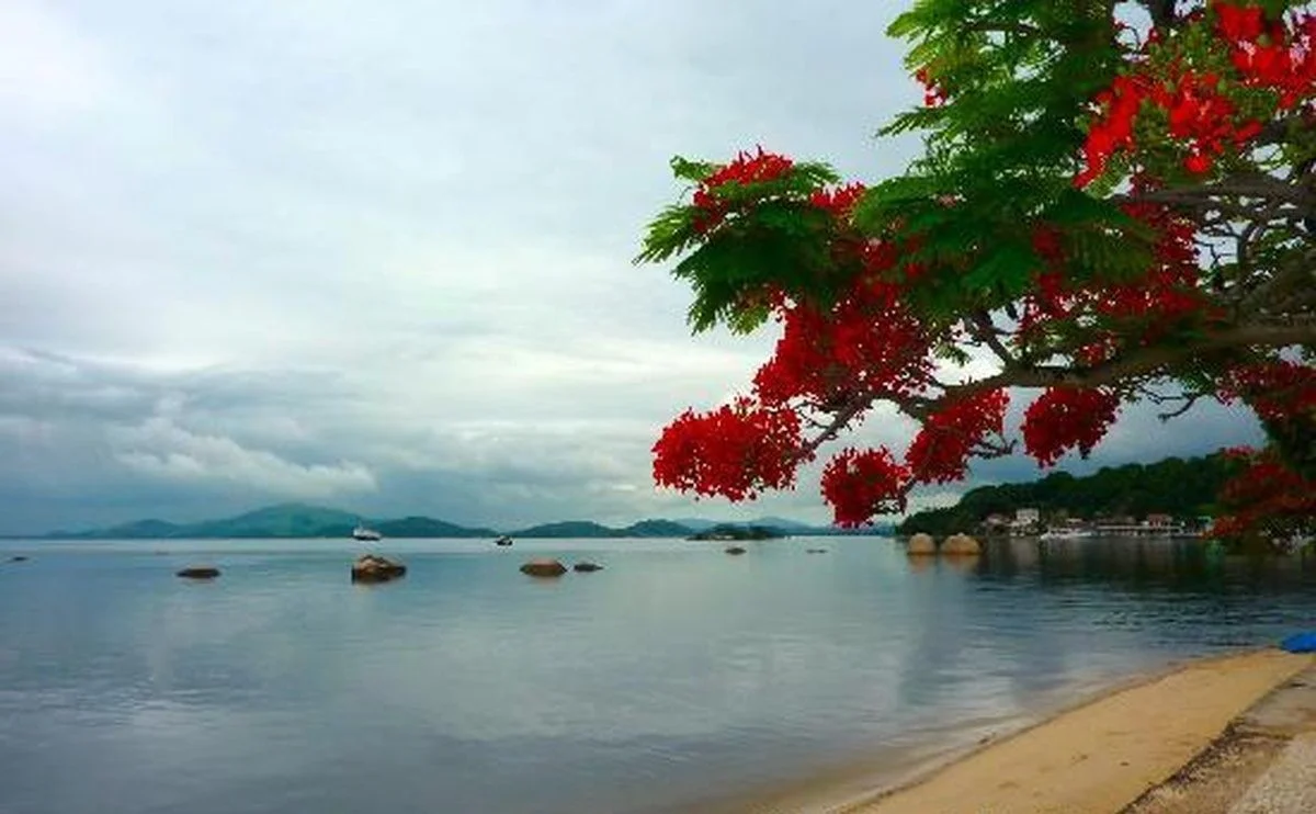 Waarom de flamboyant boom ineens de straten van Rio in vuur en vlam zet