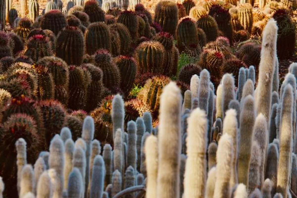 Dit is de enige plant ter wereld die alleen in de bergen van Tarragona groeit - image 1